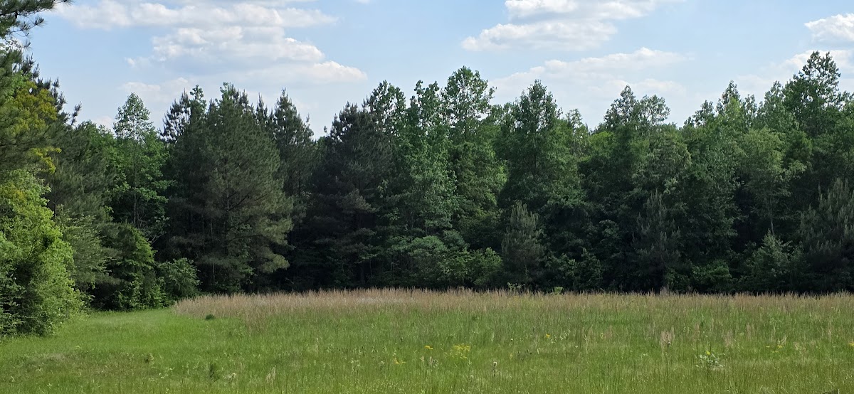 Campsites at The Pearl